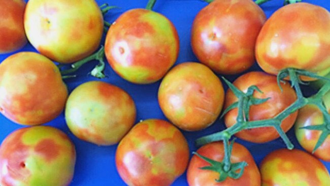 Examples of fruit affected by tomato brown rugose fruit virus. Picture: Department of Primary Industries SA