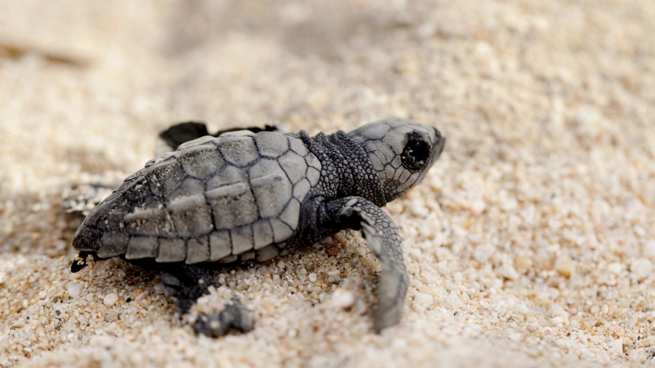 A baby olive ridley sea turtle making its way across the sand to the water. Picture: iStock