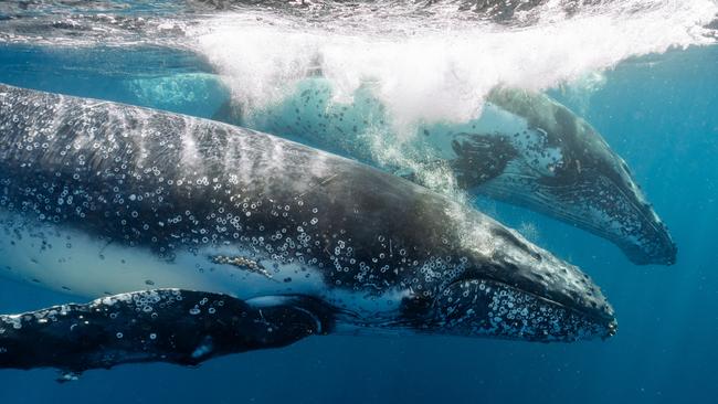 Coming face-to-face with humpback whales in the wild is truly incredible. Picture: Supplied