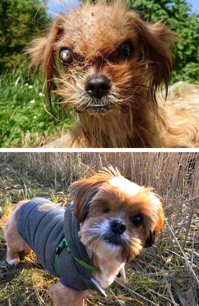 Before and after: Frodo’s “before and after” transformation shared by his new owner. Picture: Reddit/@markodus
