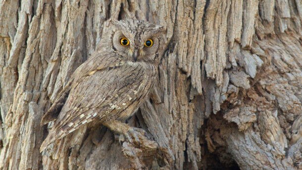 Identifying a day trade shouldn't be as hard as spotting this character. Picture: Getty Images