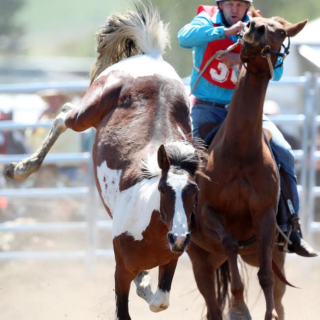 Troy Nicholls competes in the wild horse “decorating” event after the brumby catch had to be dropped.