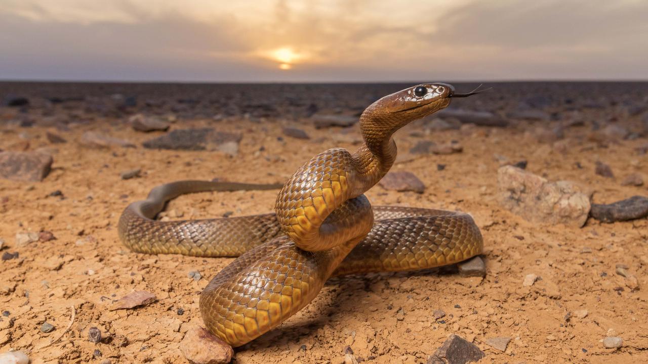 Inland Taipan: Up Close And Personal With The World’s Most Venomous ...