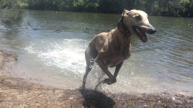 Gracey greyhound enjoys a run at Eddie Kornhauser Recreational Reserve at Tallebudgera at the off-leash dog island. Picture: Amanda Robbemond