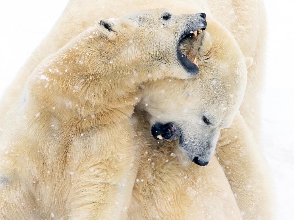 Male and female polar bears expressing their love . This scene was shot in captivity . The weather condition was bad with snow and wind. Picture: Lise Simoneau, 3rd Place, Canada National Award, 2015 Sony World Photography Awards