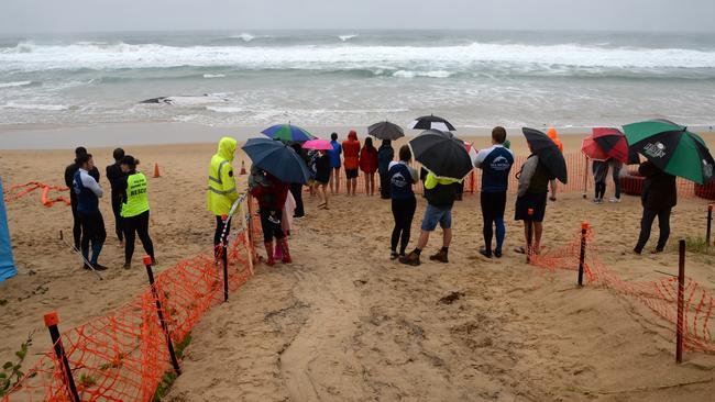Rescuers look on helplessly as the whale remained stranded earlier today. Pictures: Bruce Thomas Photography