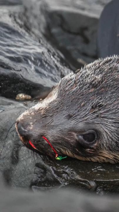 Young fur seal rescued from harmful fishing gear