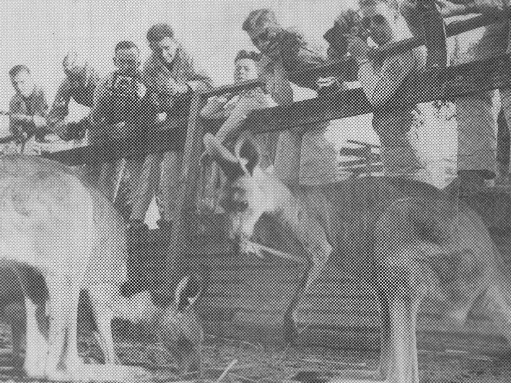 Historic: Worl War II American servicemen snap pictures of the wildlife at McGuires Hotel Zoo during World War II. Photo Daily Mercury Archives