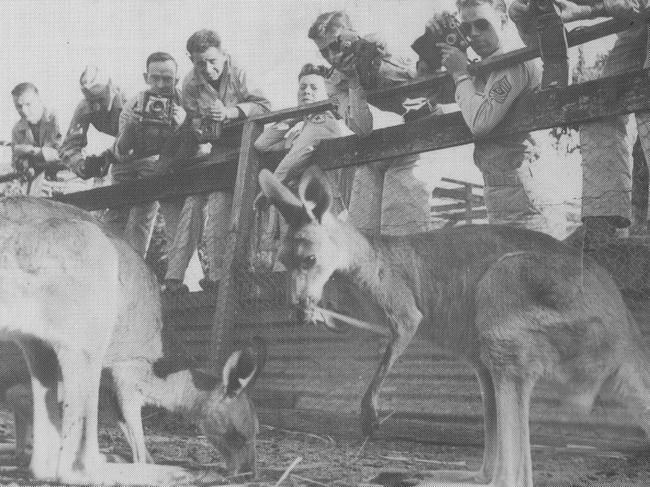 Historic: Worl War II American servicemen snap pictures of the wildlife at McGuires Hotel Zoo during World War II. Photo Daily Mercury Archives