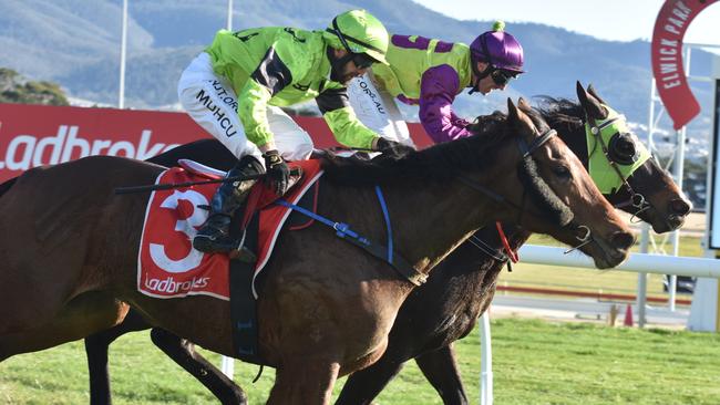 Gee Gee Fiorente (inside) edges out race favourite Stormont in a BM74 at Elwick on Sunday