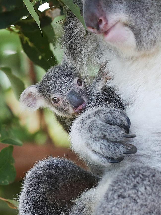 Gympie evironmental groups want their share of the money Gympie Regional Council has acquired through its environmental levy. Pics Tara Croser.