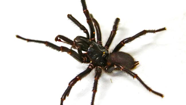 Woman, 54, rushed to Manning Base hospital with funnel-web spider bite ...