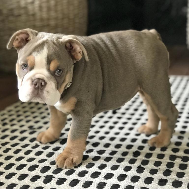 Lunar the 4 month old British Bulldog. Picture: Georgia