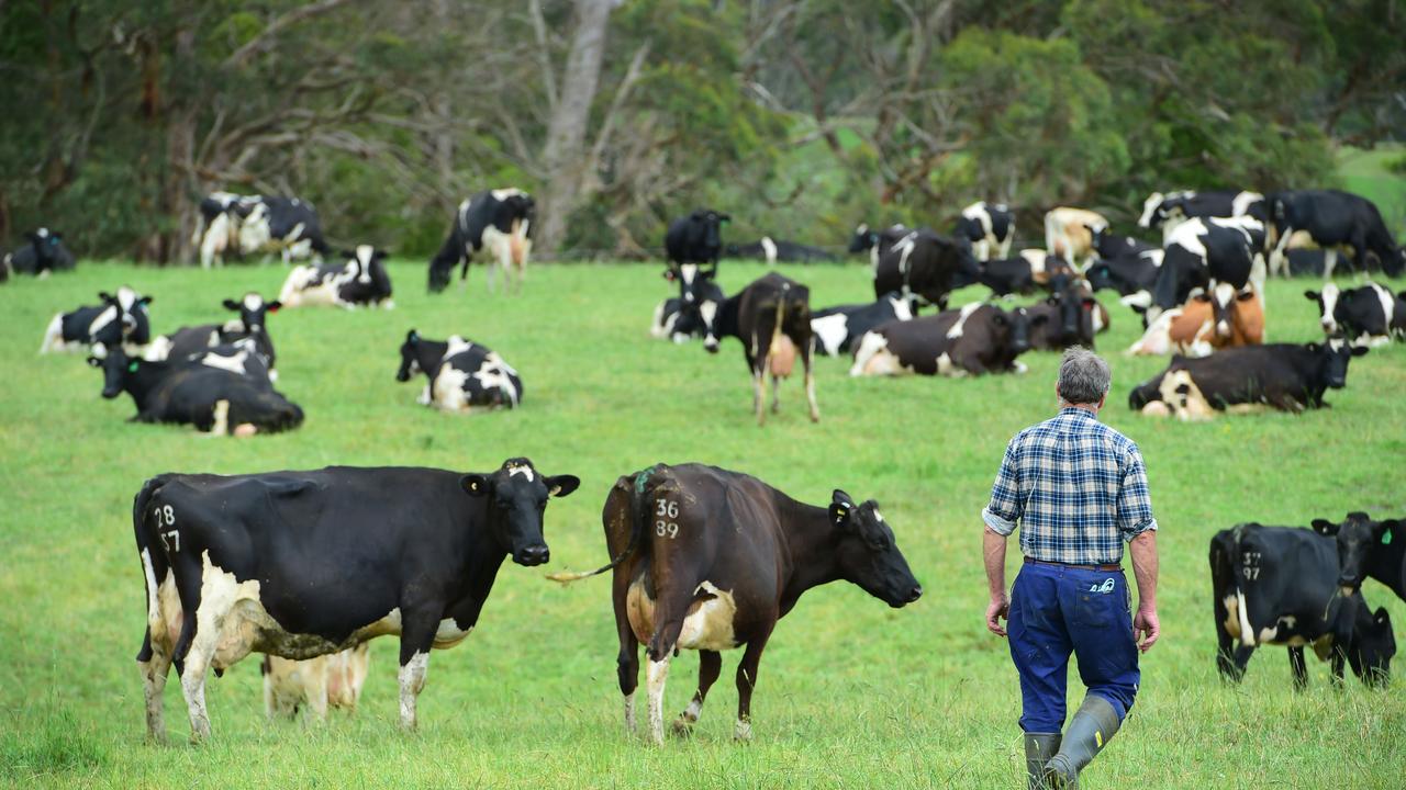 Should the ACCC investigate milk processors?