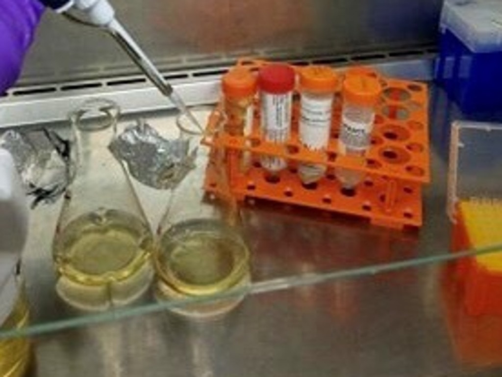 Queensland labs are also busy testing possible coronavirus vaccines. Photo: QLD vaccine lab