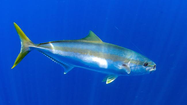 Fishing guru Al McGlashan says the key to winter Sydney kingfish is ...