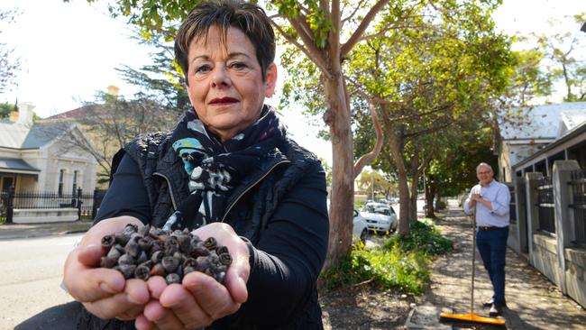 Norwood, Payneham and St Peters councillor Sue Whitington, and former councillor Paul Wormald, with some of the seed pods from a Queensland box tree. Picture: AAP/Brenton Edwards)