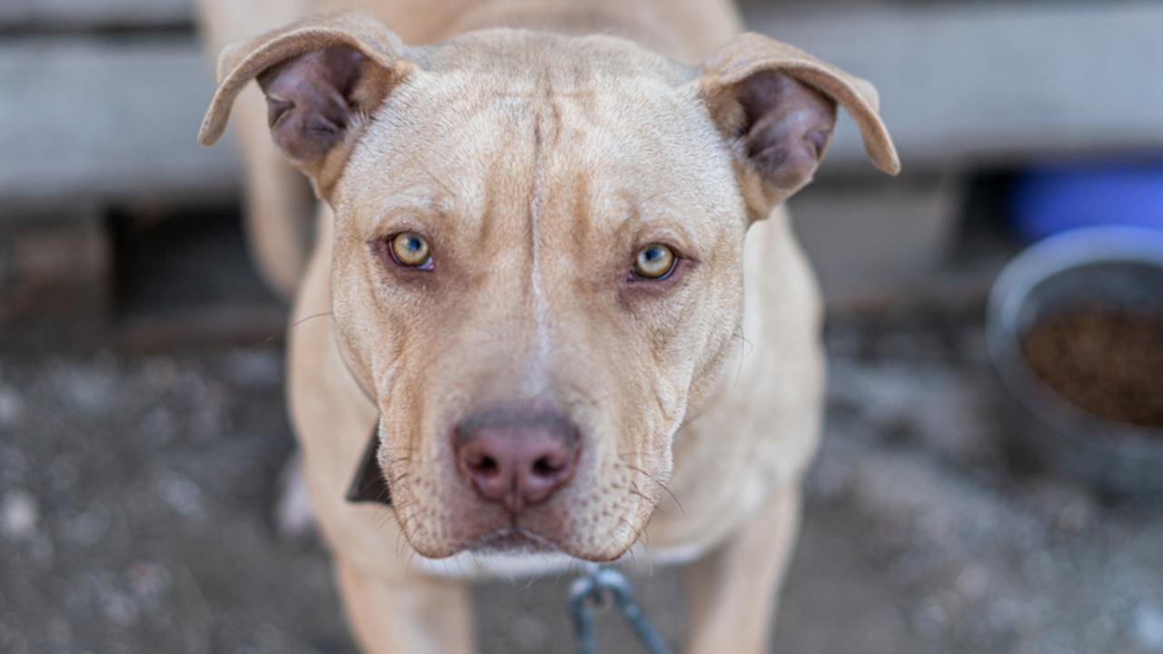 Qld flags laws that would ban dog breeds, introduce jail time, $108k ...