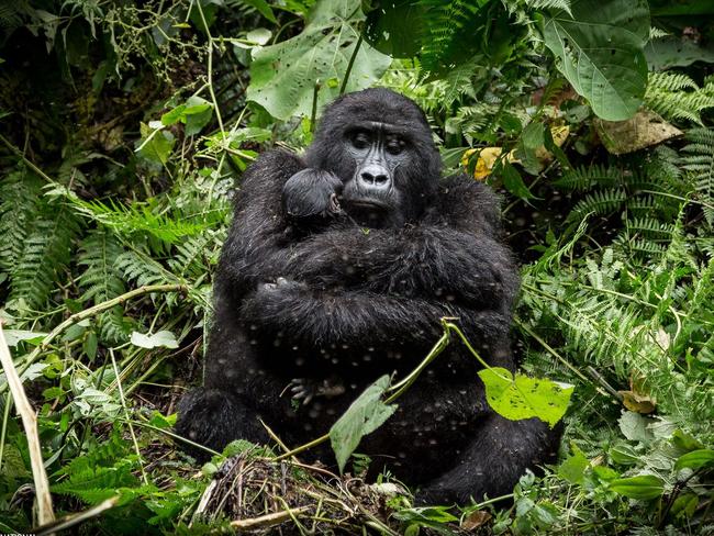 Safe by Mark Paul. The photographer took the photo just a few metres away from a mother gorilla and her child in Uganda. Picture: Mark Paul/National Geographic Travel Photographer of the Year Contest