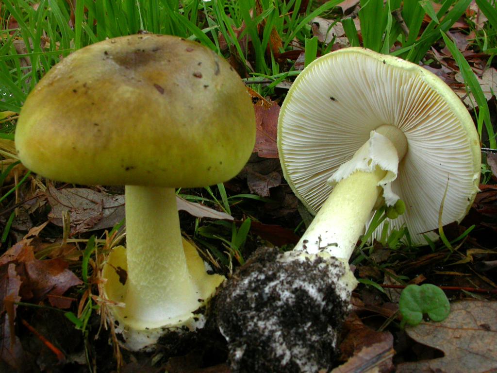 Amanita phalloides, also known as death cap mushrooms.