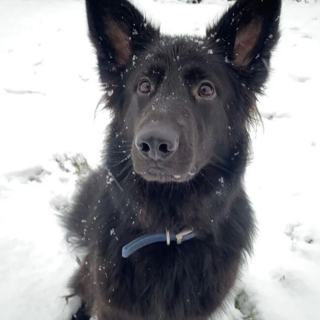 Kelsey Johnson’s dog, Nova. Picture: The Sun