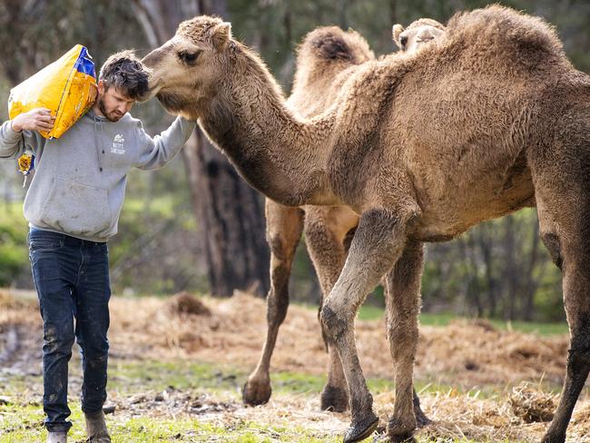 Matthew Glascott with Alice the camel. Picture: Mark Stewart