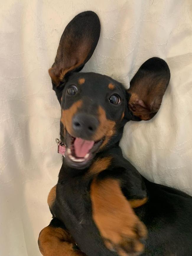 Valerie the missing sausage dog on KI. Picture: Supplied