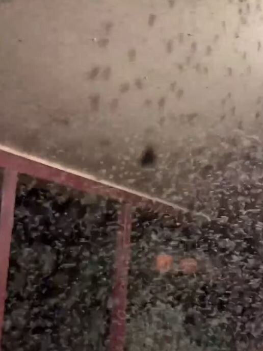 Mosquitoes swarm a house in Central West NSW. Picture: Nicole Fragar