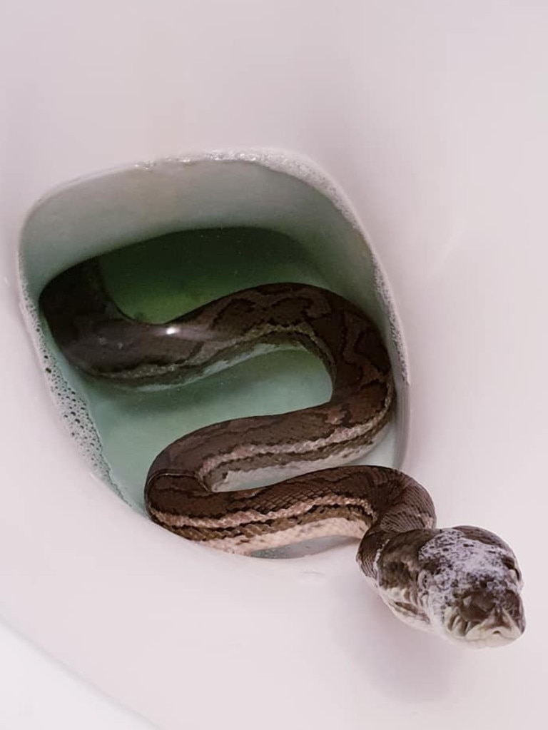 Cairns news: Woman finds snake and two rats inside toilet bowl early morning