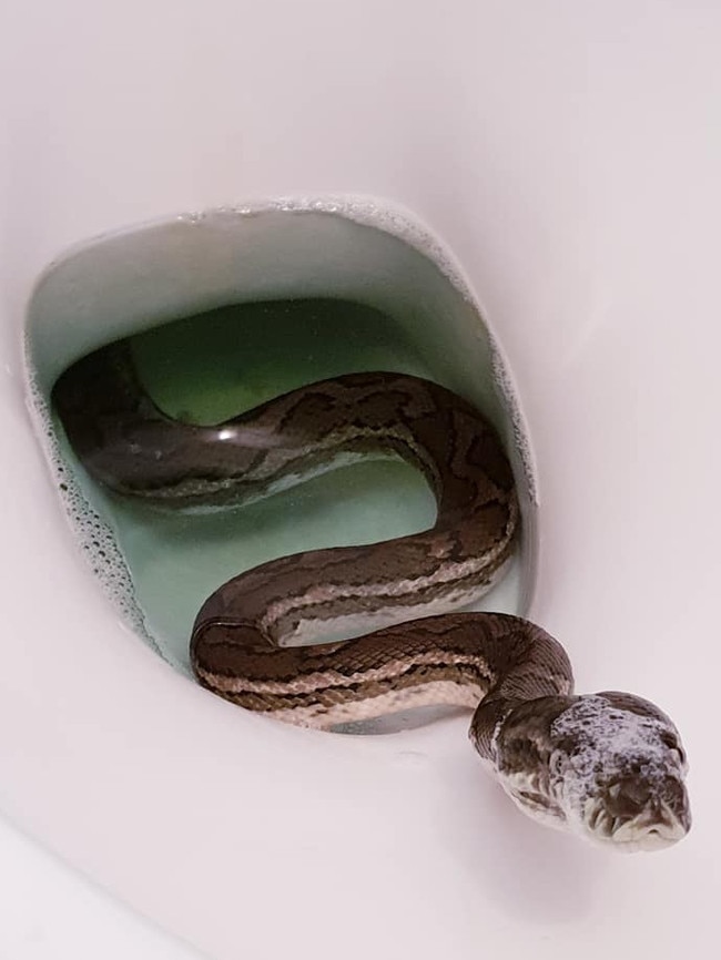 A carpet python took a dip in a Wynnum family's toilet in 2019. Picture: Brisbane Snake Catchers