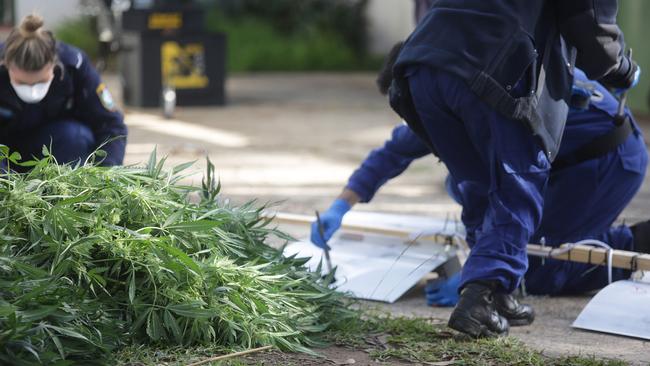 Zambesi officers raided 23 houses in one week in 2017 in efforts to stamp out hydroponic cannabis cultivation.