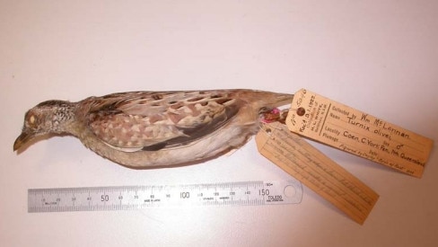 A museum specimen of the rare buff-breasted buttonquail.