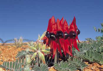 Blooming wonderful ... a wildflowering Sturt Desert Pea in the Flinders Ranges/ SA Tourism Commission