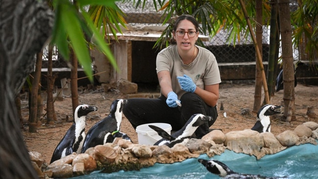 Residents have fled Haifa, Israel’s third-largest city, but the animals at the zoo do not have this option. Picture: Michael Giladi/The Times