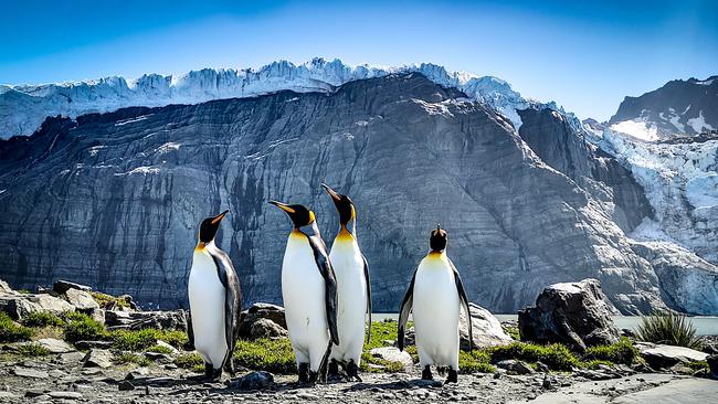 Penguins on the Subantarctic island of South Georgia.