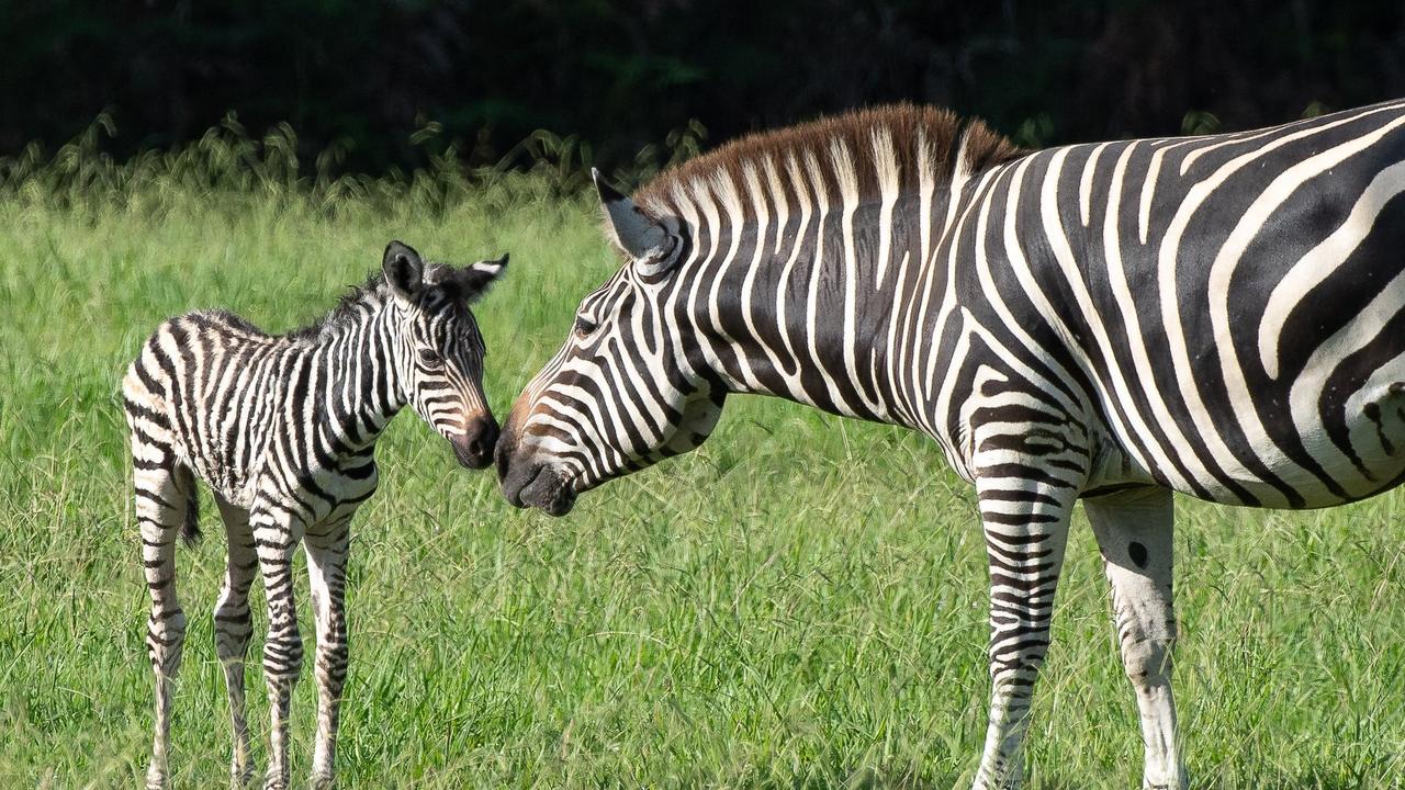 A new baby zebra was born in January. Picture: Facebook/Mogo Zoo