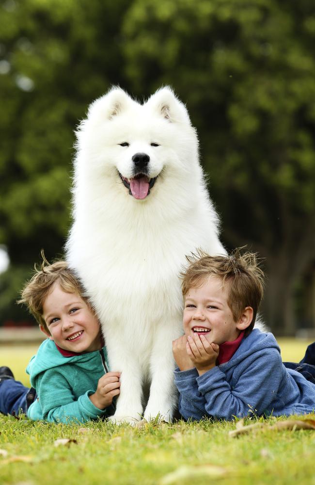 Twins Ethan and Evan Lappan, five, with Nanna’s Samoyed Mac at the Dog Lovers’ Show in Moore Park yesterday. Picture: Justin Lloyd