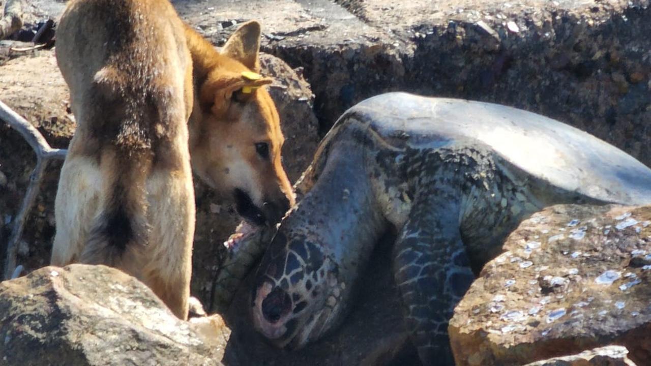 A dead turtle washed up at Fraser Island (K'Gari). Photo: Brad Bowen on Facebook.