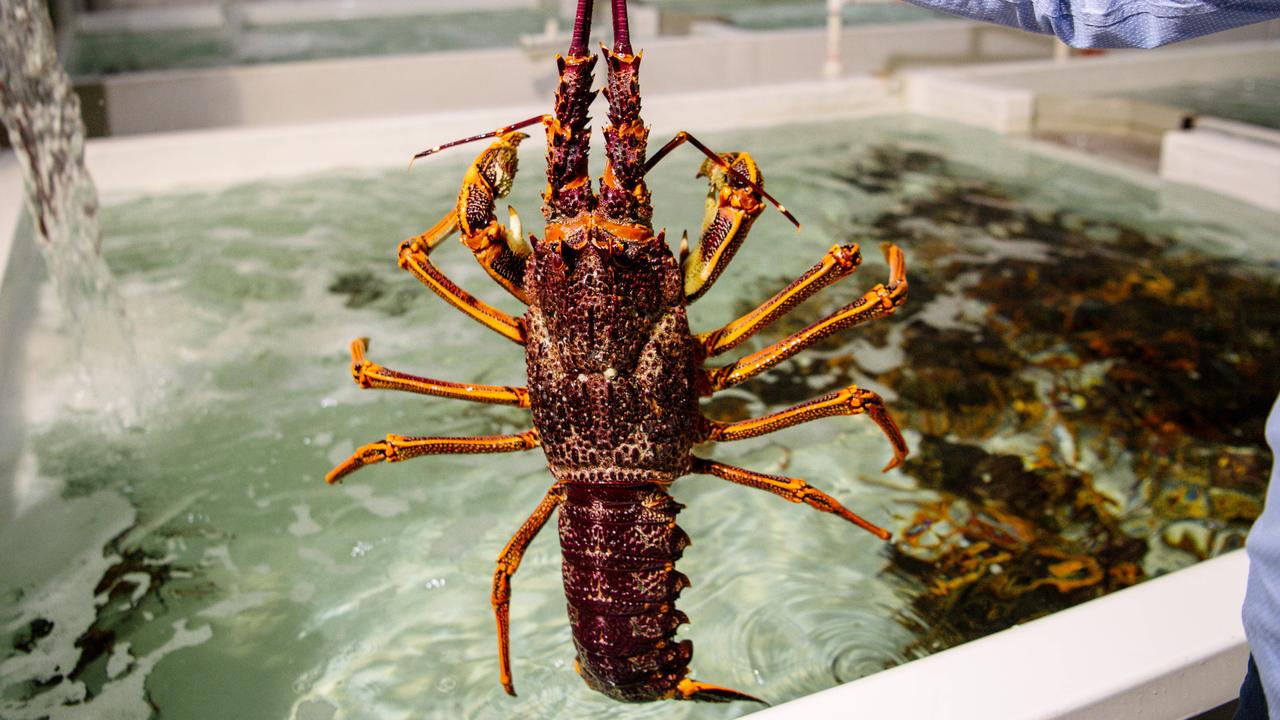 South Australia’s rock lobster industry opposed offshore wind farms in the south east section of the state.