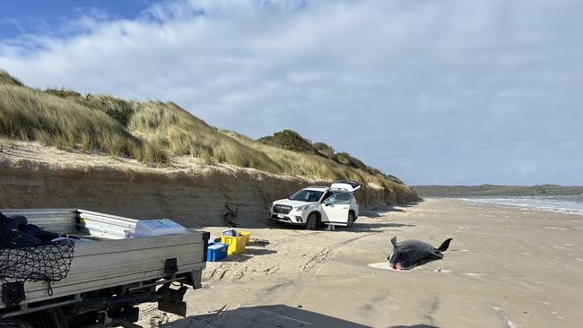 Four pilot whales dead after a group of whales were stuck in the fresh waters of Macquarie Harbour on November 3. Picture: NRE Tas