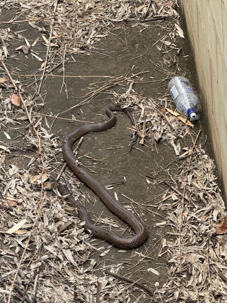 What appears to be a type of brown snake was spotted slithering around the front doors of Northpoint Shopping Centre on Thursday afternoon. Photo: Supplied