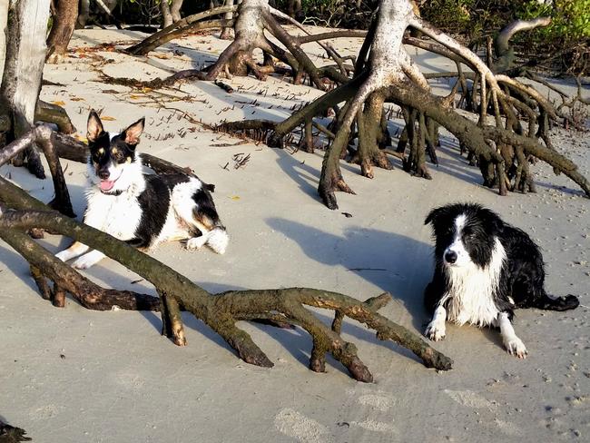 PEPPER AND CHAMP: Sometimes Pepper and Champ like to re-enact scenes from Castaway. Playing on the beach, going for swims and playing with a ball all day sounds pretty good to them!