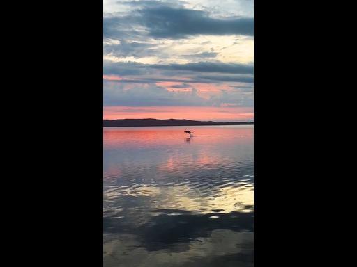 Campers capture magical moment kangaroos frolic across lake during sunrise