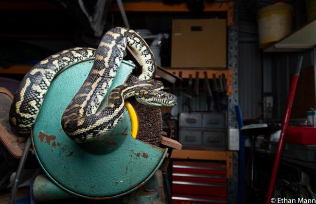 Portfolio prize winner: Coastal carpet python, Sunshine Coast, Queensland. Picture: Ethan Mann/2020 Australian Geographic Nature Photographer of the Year Awards