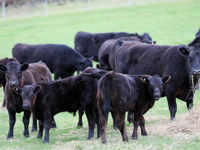 Liz Mahnken of Summerlea farm at Lilydale amongst her herd of angus cattle. PICTURE CHRIS KIDD