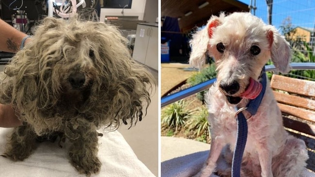 Before and after photos of Aviary, the poodle cross, who has been rehomed after his original owner was convicted on a string of animal cruelty charges. Pictures: RSPCA NSW