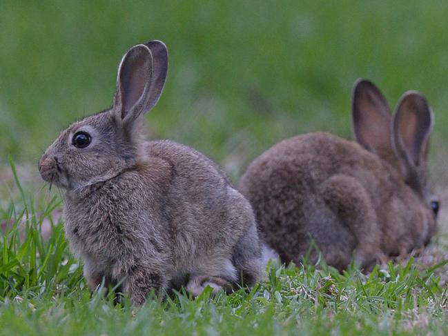 Children from Olympic Avenue Kindergarten in Cheltenham think they have discovered the Easter Bunny's headquarters in Jack Rd, where there is a thriving population of wild rabbits.