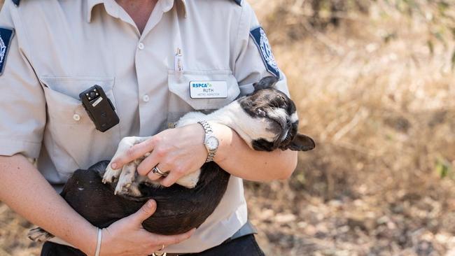 RSPCA Metro Inspector Ruth Deeks with critically ill “Gracie” rescued from a puppy farm. Photo supplied RSPCA.