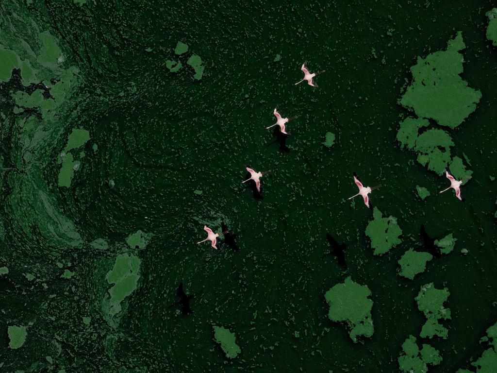 A flock of lesser flamingoes in flight over a vast blue-green algae bloom at Lake Bogoria in Kenya won Paul Mckenzie, of Ireland, silver in the Birds in Flight category. Picture: Paul Mckenzie / Bird Photographer of the Year
