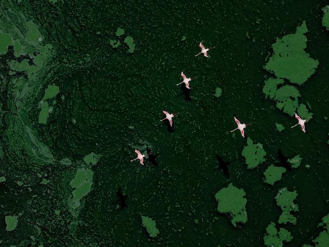 A flock of lesser flamingoes in flight over a vast blue-green algae bloom at Lake Bogoria in Kenya won Paul Mckenzie, of Ireland, silver in the Birds in Flight category. Picture: Paul Mckenzie / Bird Photographer of the Year